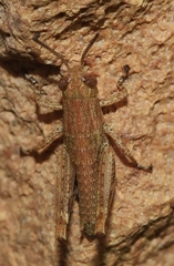 Heteracris