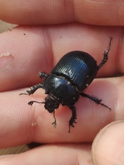 Typhaeus typhoeus