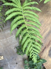 Cyclosorus interruptus