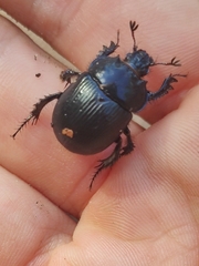 Typhaeus typhoeus