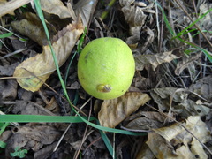 Juglans