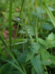 Scutellaria lateriflora