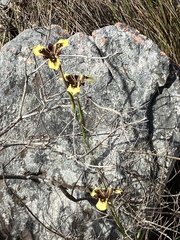 Moraea lurida