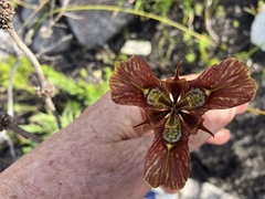 Moraea lurida