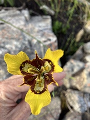 Moraea lurida