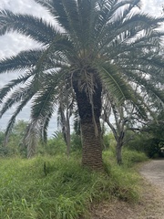 Phoenix canariensis