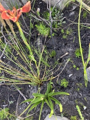 Moraea lurida