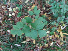 Rubus saxatilis