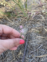 Silene gallica