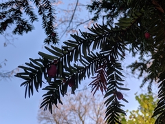 Taxus baccata