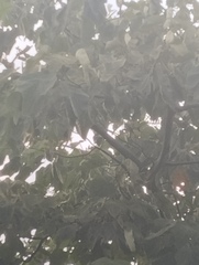 Hymenaea courbaril