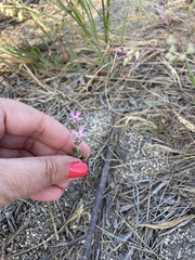 Silene gallica