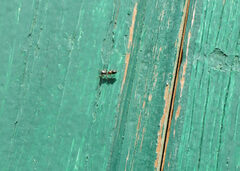 Leptorchestes berolinensis