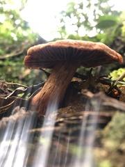 Cortinarius quercoarmillatus