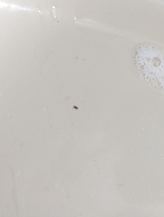 Entomobryidae