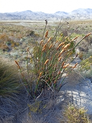 Restionaceae