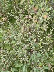 Chenopodium album