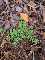 Sherardia arvensis