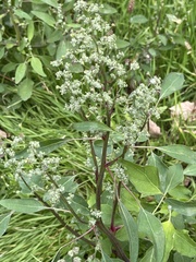 Chenopodium album