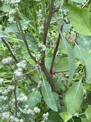 Chenopodium album