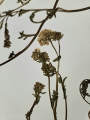 Lepidium montanum montanum