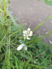 Erysiphe trifoliorum