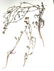 Lepidium montanum montanum
