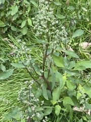 Chenopodium album