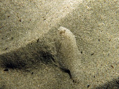 Arnoglossus