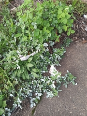 Erysiphe trifoliorum