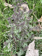 Ambrosia artemisiifolia