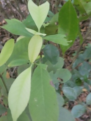 Psidium cattleyanum