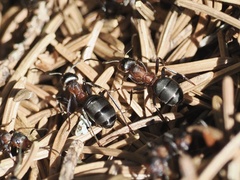 Formica rufa
