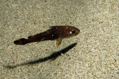 Umbrina cirrosa