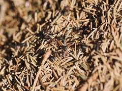 Formica rufa