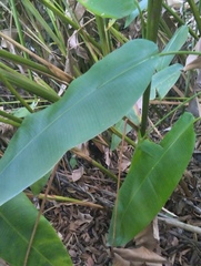 Heliconia latispatha