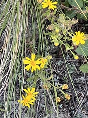 Chrysopsis gossypina