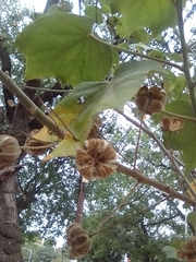Malvaceae