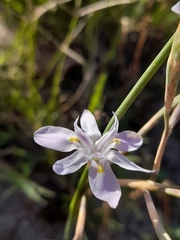 Moraea setifolia