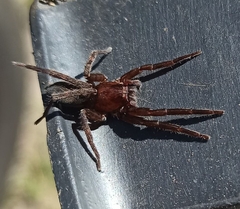 Asthenoctenus borellii