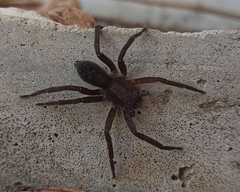 Asthenoctenus borellii