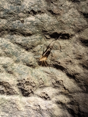 Hadenoecus subterraneus