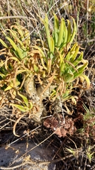 Tylecodon grandiflorus