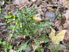 Senecio vulgaris