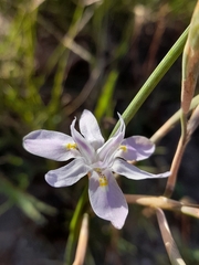Moraea setifolia