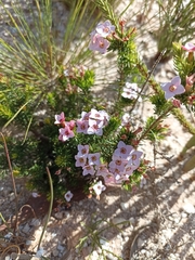 Erica fastigiata