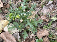 Senecio vulgaris