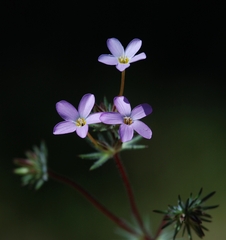 Leptosiphon breviculus