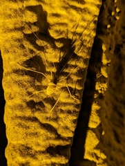 Hadenoecus subterraneus