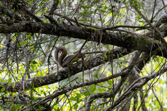 Sciurus aestuans ingrami